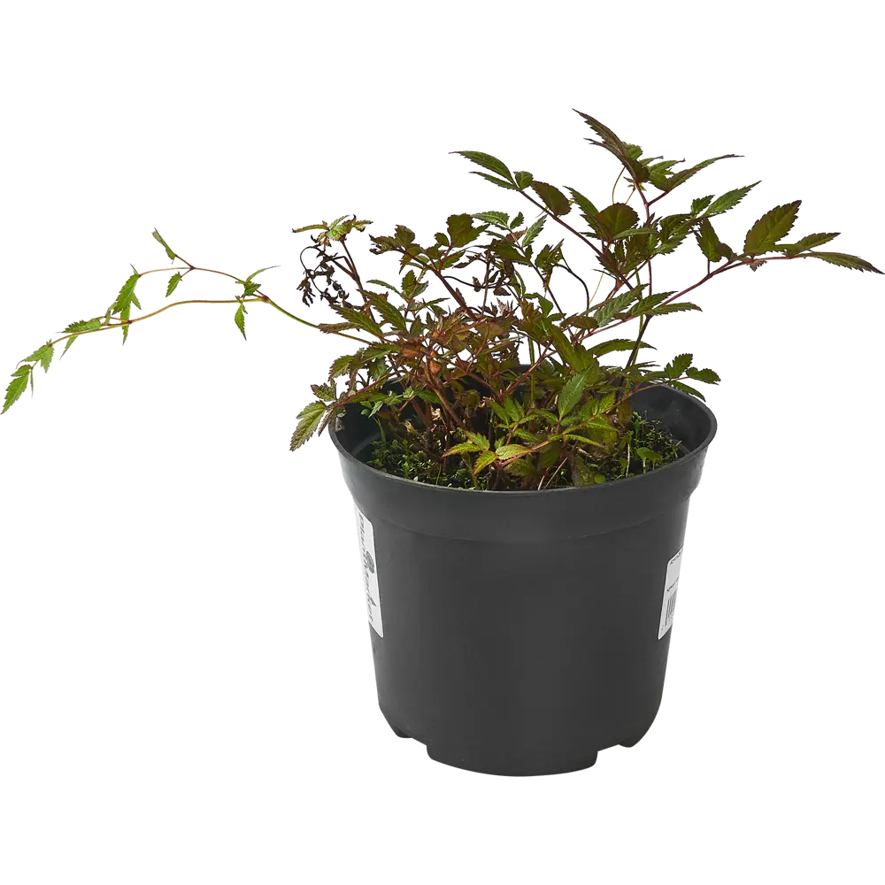 Астильба арендса Гранат C3 ø15 h30 см PLANTMARKET STLM-2054962 - Вид №1