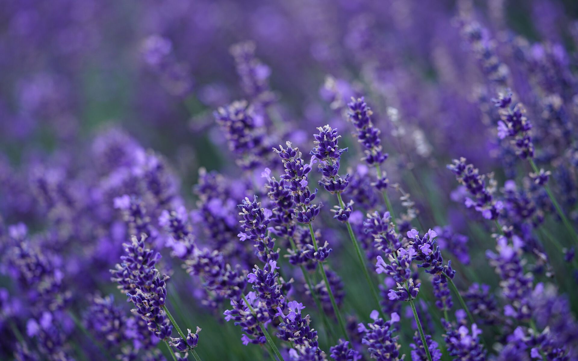 Набор для спа-ароматерапии Aquademy AROMATERAPIA IN ACQUA ARCH-00083585 - Вид №6