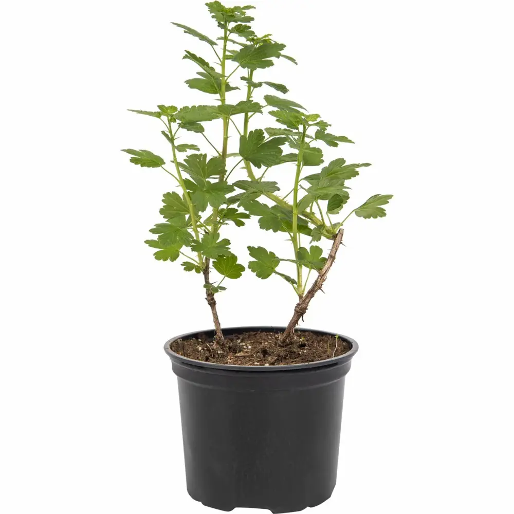 Крыжовник Santreyd - плодовый кустарник с обильным урожаем 83248556 STLM-1359607