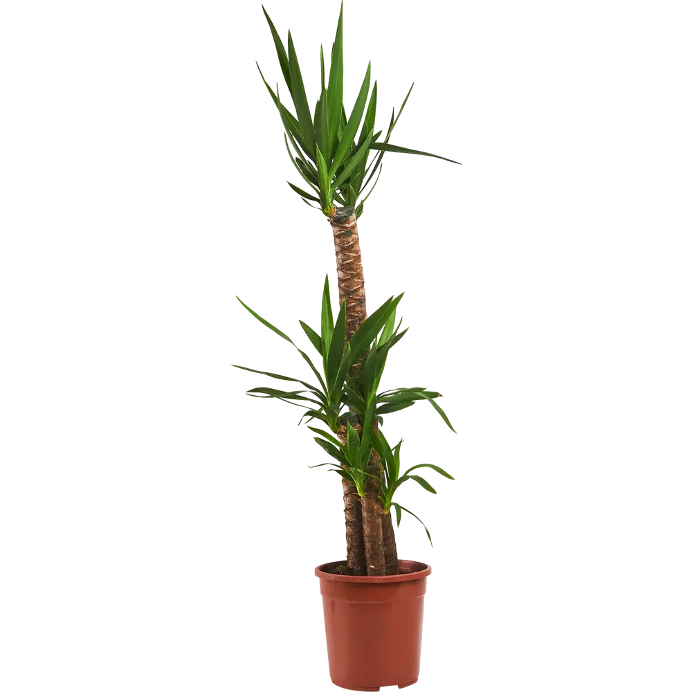 Santreyd Юкка — элегантное комнатное растение 140 см 11945536 STLM-0001620