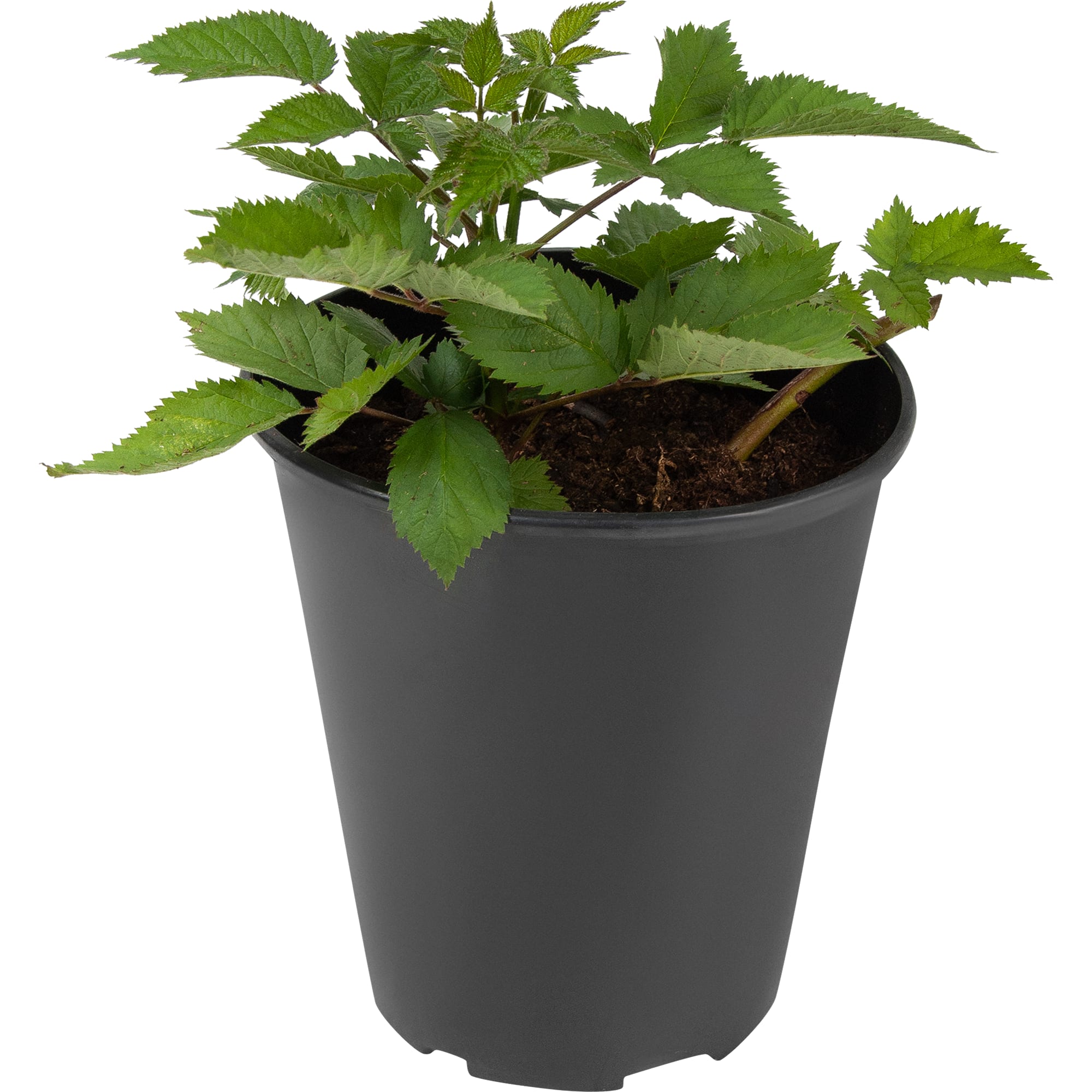 81954916 Ежевика С5 «Агавам» h50 (2 года) Santreyd  - Вид №1