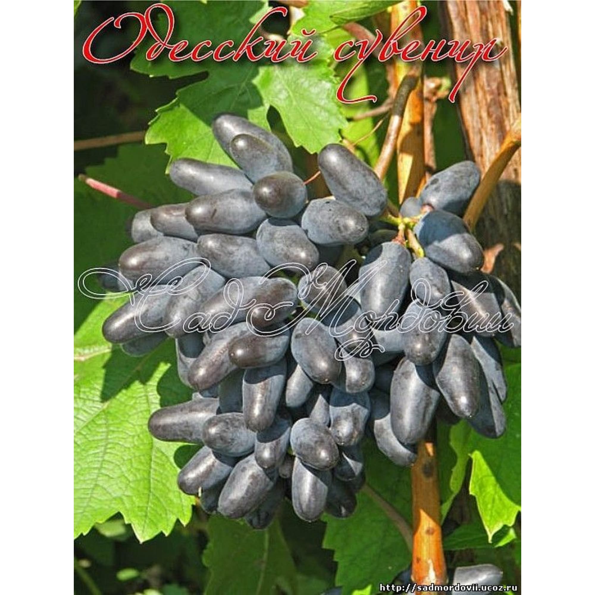 82601693 Виноград одесский «Сувенир» 1.5-2 л высота 40 см Santreyd  - Вид №3