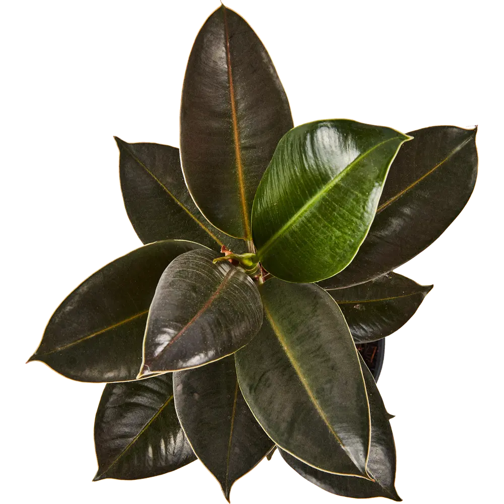 Фикус Эластика Мелани от Santreyd — вечнозеленый акцент для интерьера 89352943 STLM-1464147 - Вид №2