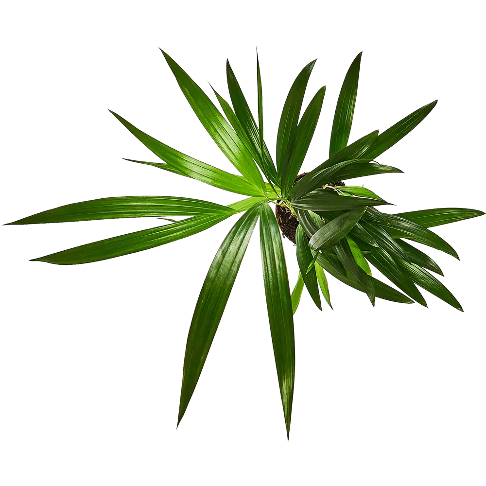 Дипсис Лютесценс от Santreyd — элегантная пальма для вашего интерьера 89354583 STLM-0950088 - Вид №2