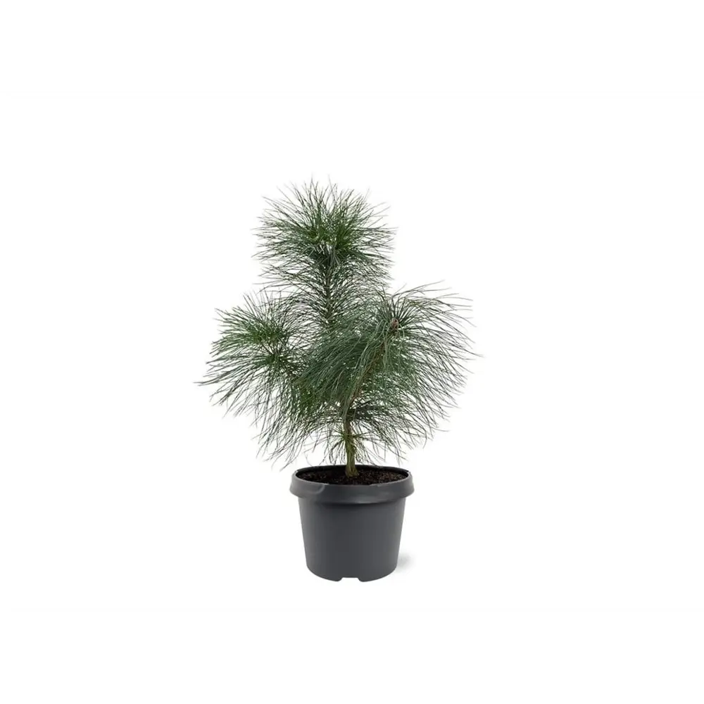 Сосна Стробус Блю Шаг - хвойный многолетник с голубой хвоей 89439871 Santreyd STLM-1583859