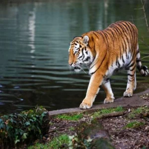 WP01066 Фотообои Verol Фотообои decoline 1х1 м