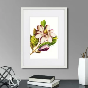 Картина: Caribian Flora Purple Magnolia, 1740г. КАРТИНЫ В КВАРТИРУ  264446 Разноцветный