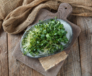 4295 Микрозелень Дайкона Вкусляндия