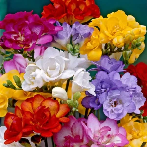 Фрезия «Double Mixed» 12159596 STLM-2165962