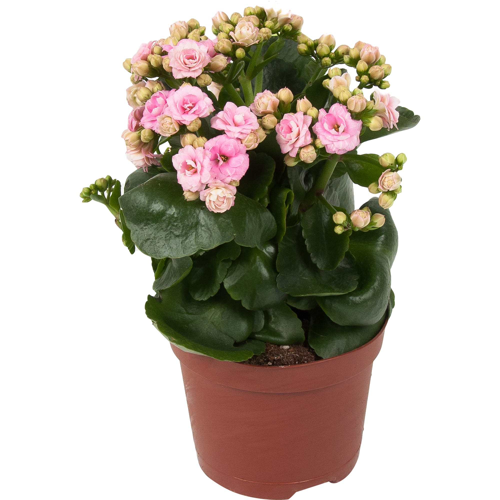 84450732 Каланхое Тисенто микс в подарочной упаковке ø12 h25 см Santreyd 