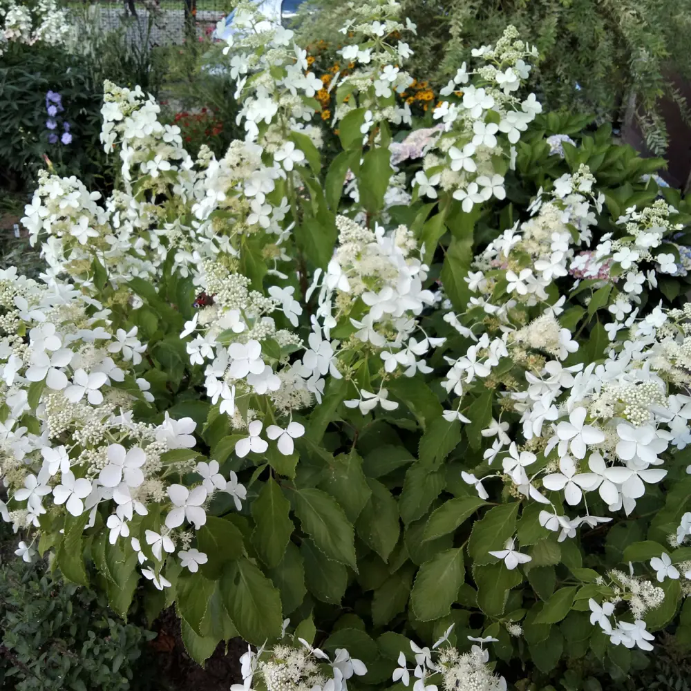 Гортензия метельчатая Левана ø15 h35 см 89365255 STLM-2032932 PLANTMARKET 