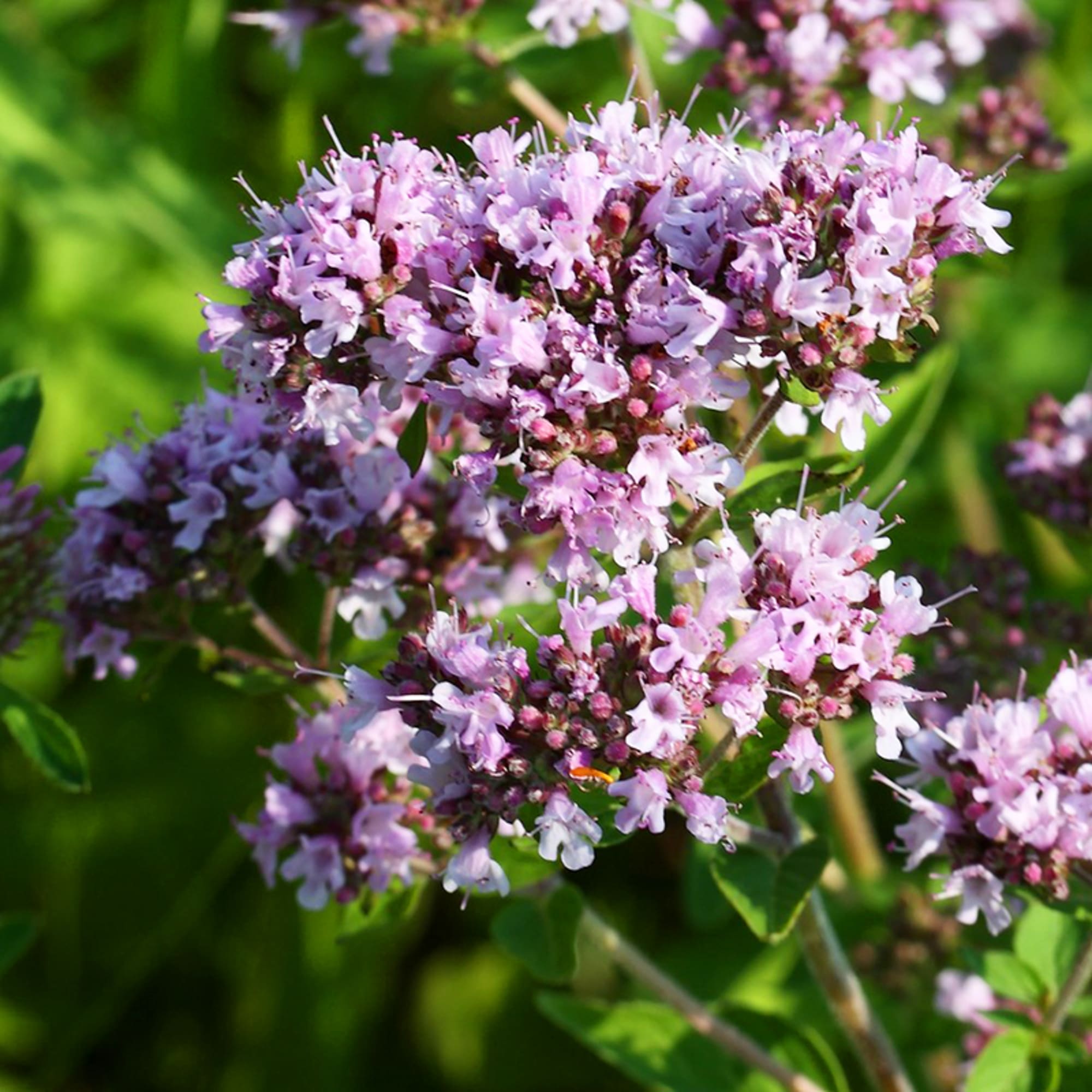 82585498 Душица 15x20 см Santreyd 