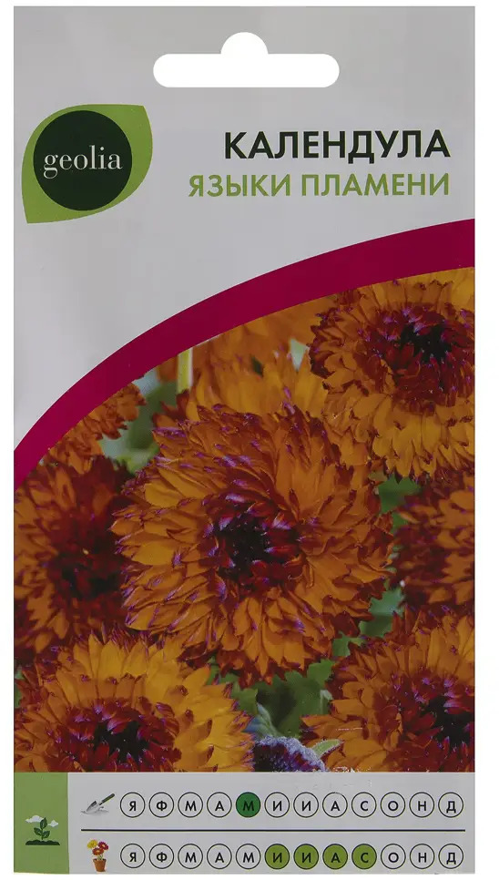 Календула GEOLIA Языки пламени - огненный шарм в вашем саду 17585551