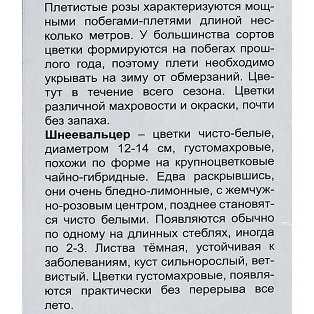 Роза плетистая Шнеевальцер h100 см Santreyd STLM-2211354 - Вид №3
