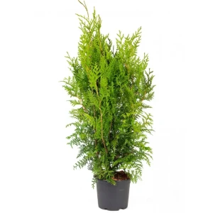 PLANTMARKET Туя Брабант - хвойный многолетник для сада 85440387