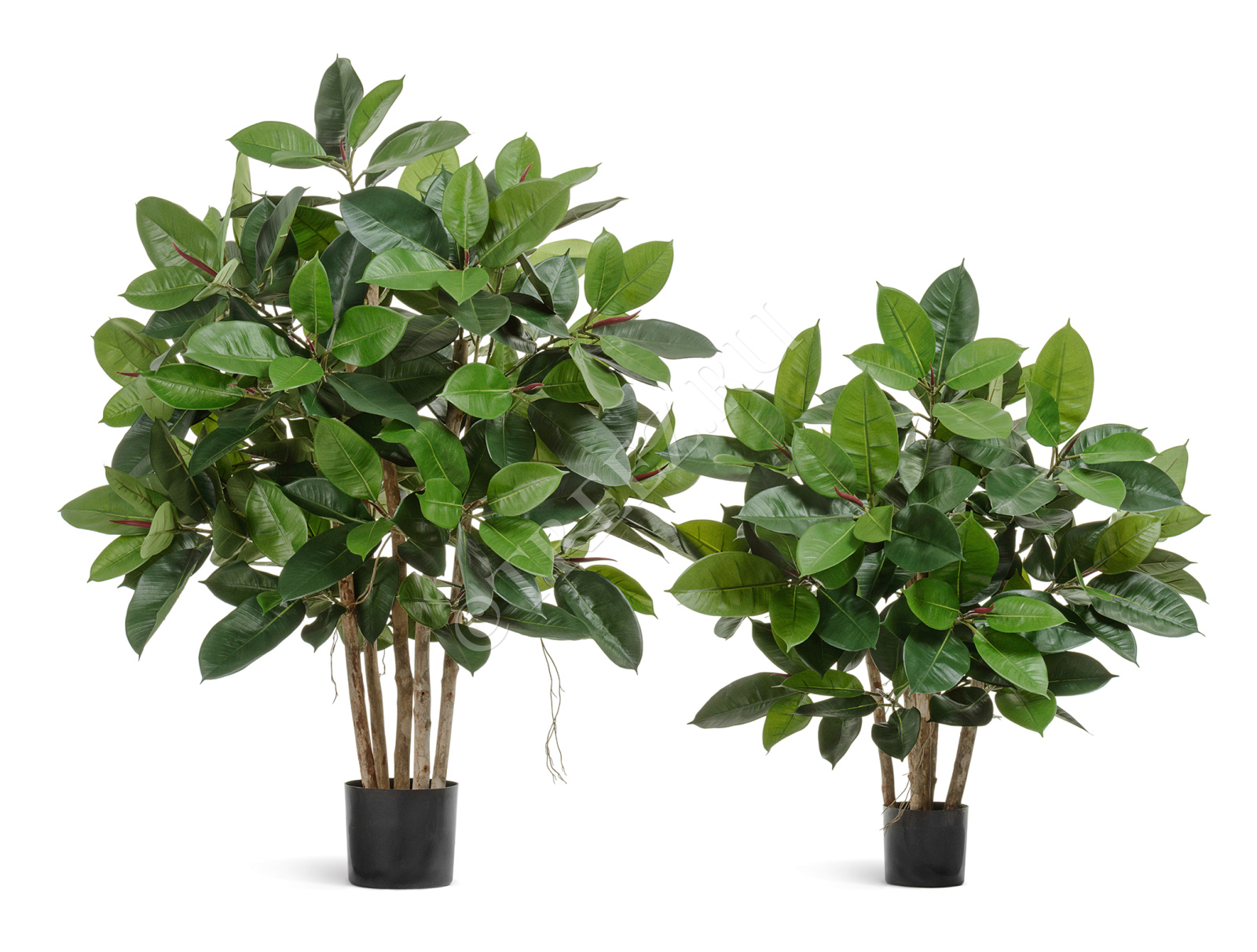 10.33804N Фикус Эластика куст зелёный большой Цветочная коллекция  - Вид №1