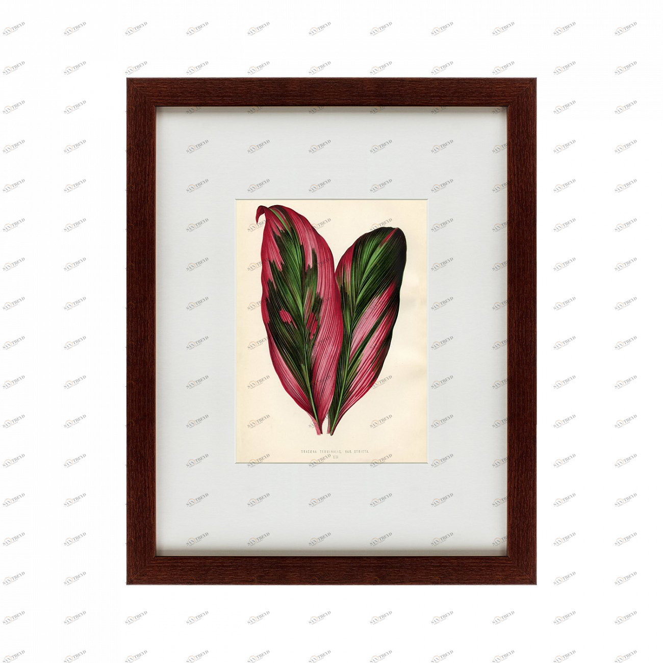 Литография на тонированной бумаге 42х52 см Botanical Leaf Dracaena, 1870 КАРТИНЫ В КВАРТИРУ  135657 Бежевый;белый;коричневый;разноцветный 