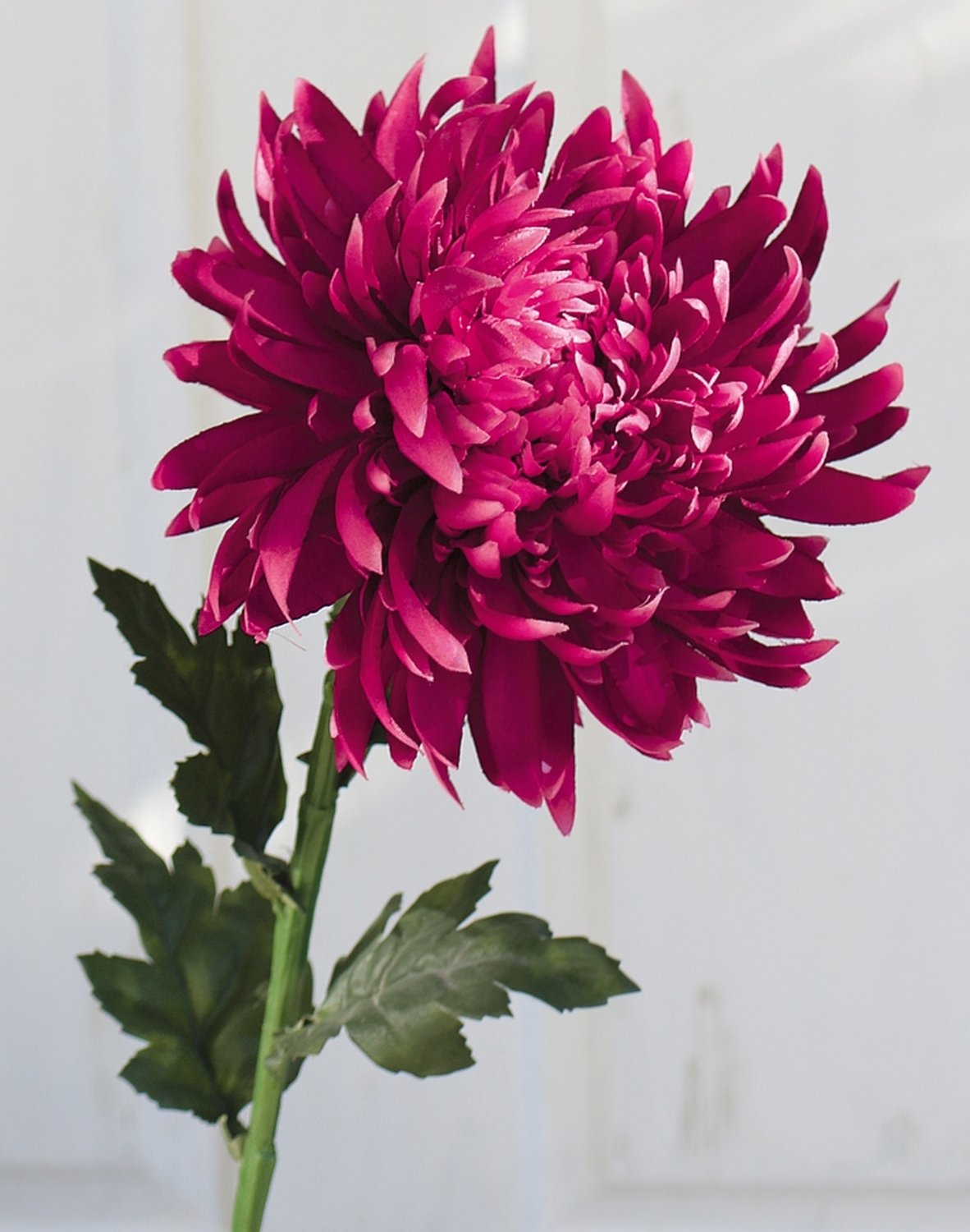 3411 299 a3 Пластиковая хризантема, 62 см, антично-темно-фиолетовый H-andreas  - Вид №4