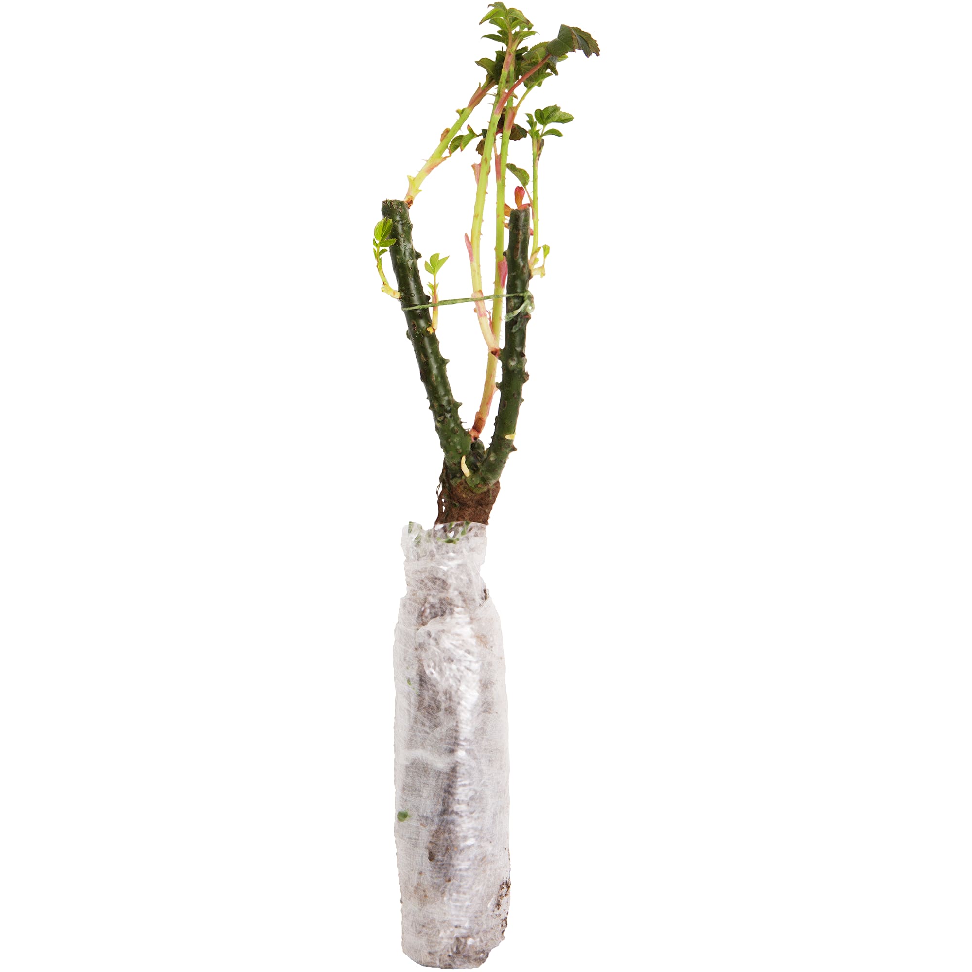 82142840 Роза флорибунда «Европеана» в тубе Santreyd  - Вид №1