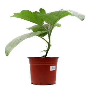 Баклажан ø18 h15 см