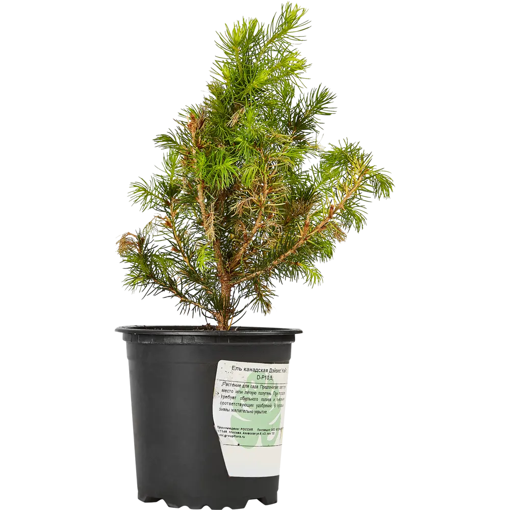 Santreyd Ель канадская Дезис Уайт - декоративная хвойная композиция 87718622 STLM-0075311 - Вид №1