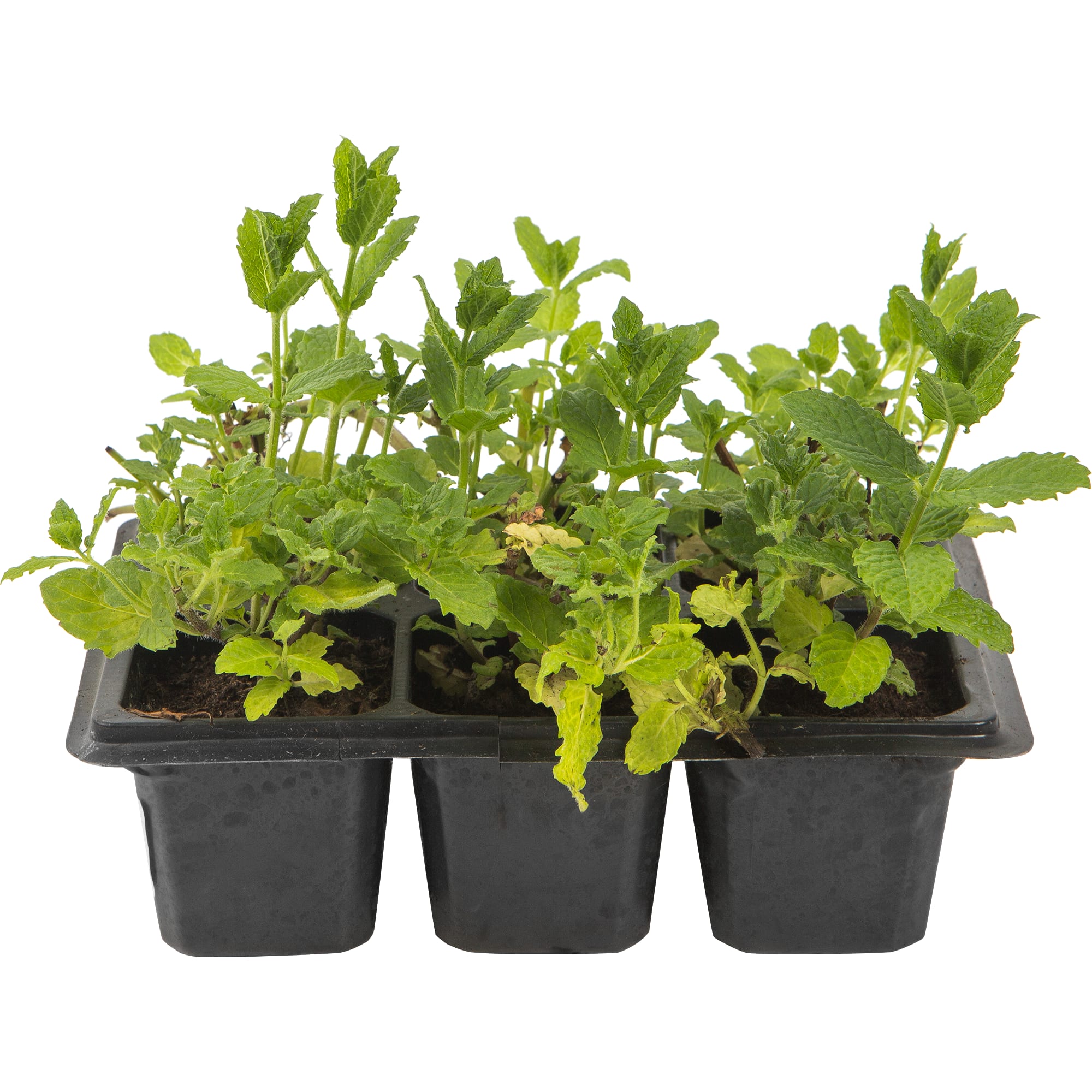 82585478 Мята в кассете, 6 шт Santreyd  - Вид №1