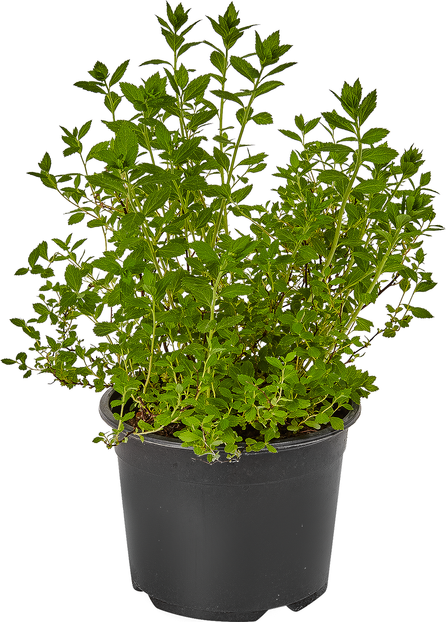 Спирея японская «Литл Принцесс» - цветущий кустарник для сада 82360404 Santreyd STLM-0025397