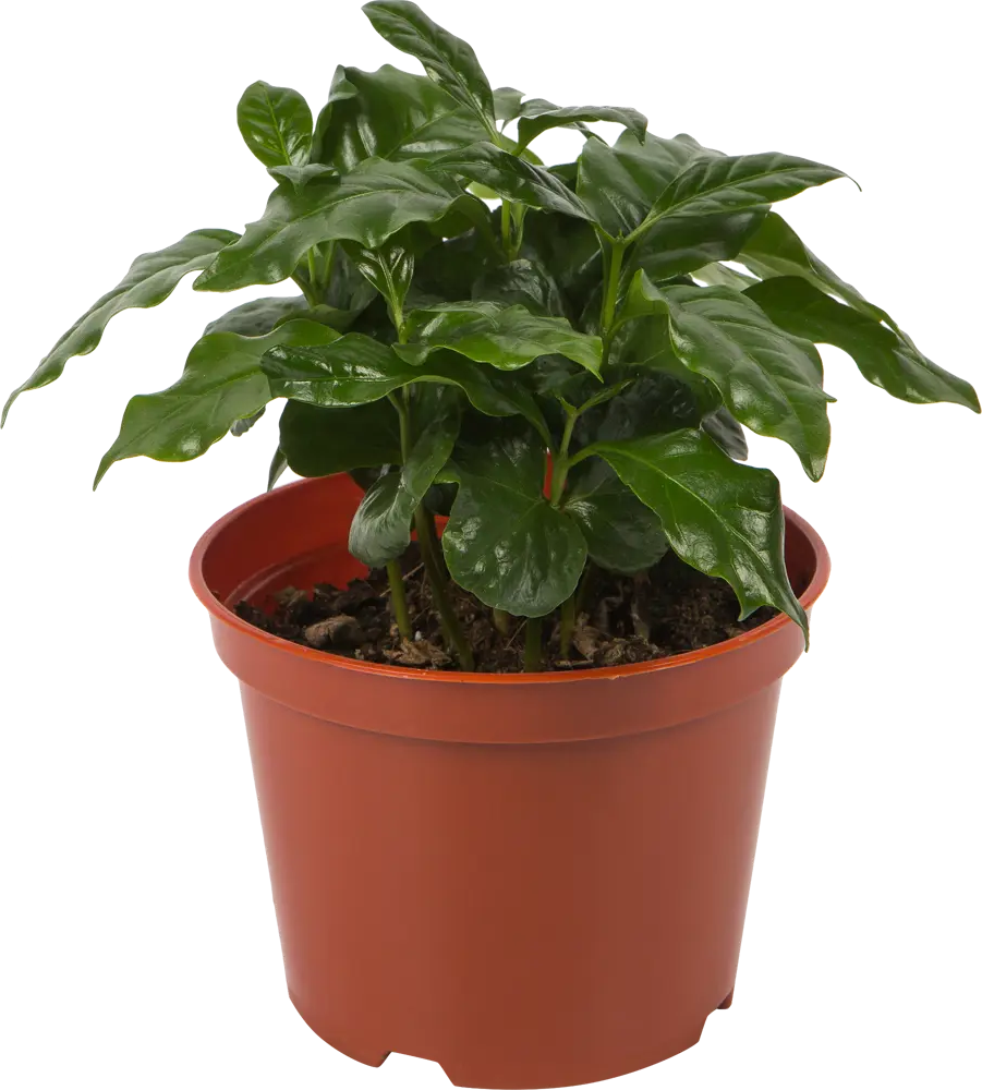 Santreyd Кофейное дерево аравийское - вечнозеленый комнатный кустарник 82560396