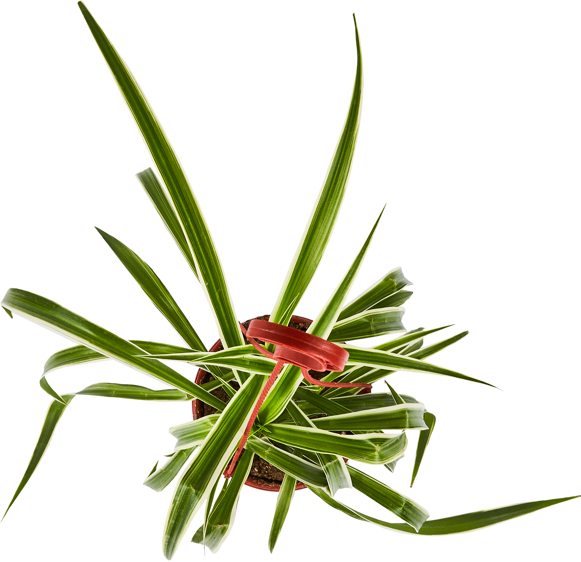 Хлорофитум Вариегата - комнатное декоративно-лиственное растение 85535975 Santreyd STLM-0063575 - Вид №2