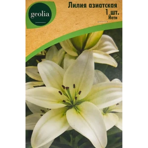 Лилия Geolia азиатская Йети