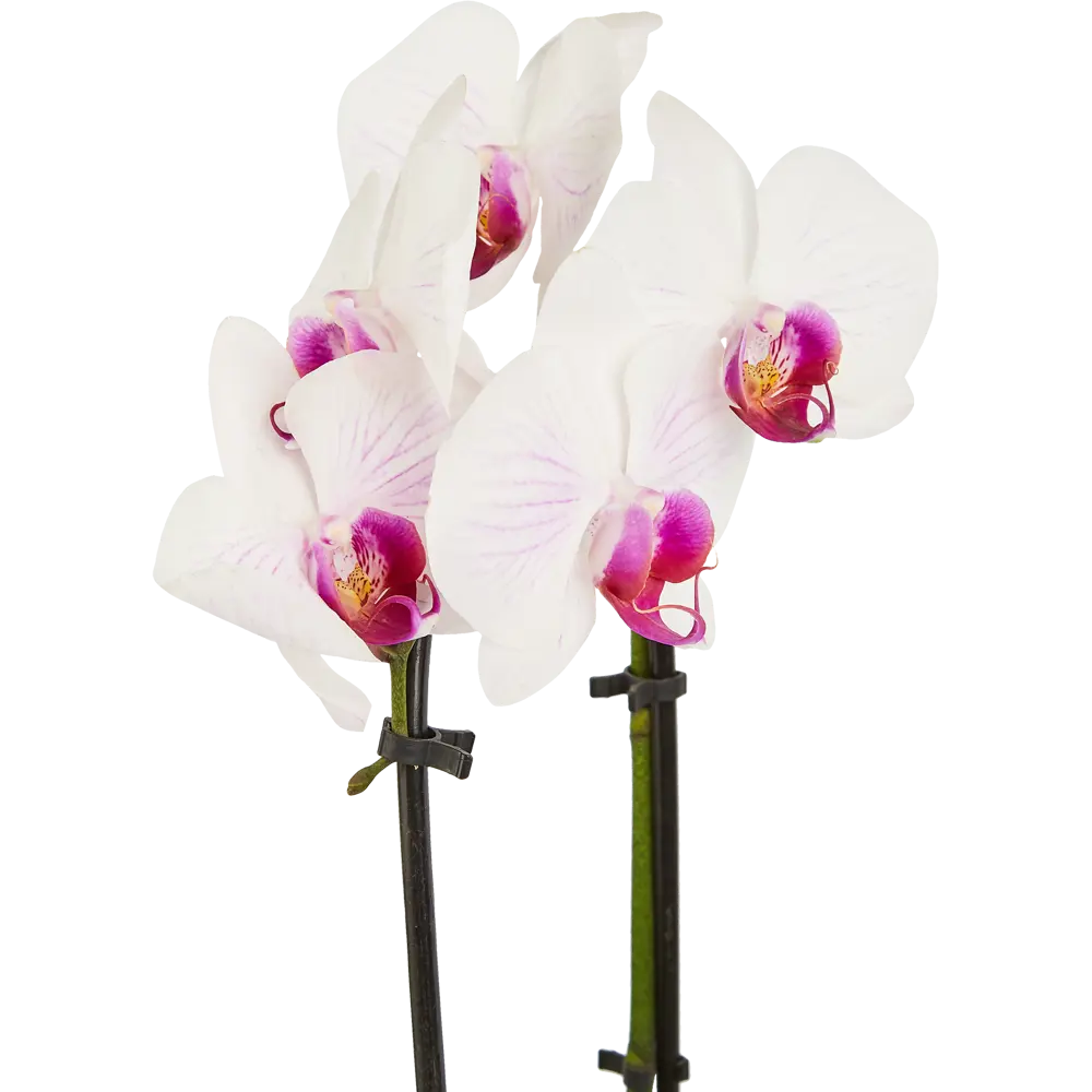 Santreyd Орхидея Фаленопсис Каскад с цветами-бабочками 85324970 STLM-0061532 - Вид №3