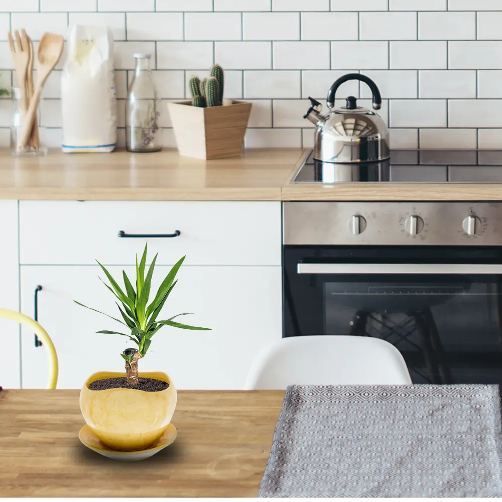 Santreyd Юкка элефантис — экзотическое украшение интерьера 15745401 STLM-0006292 - Вид №5