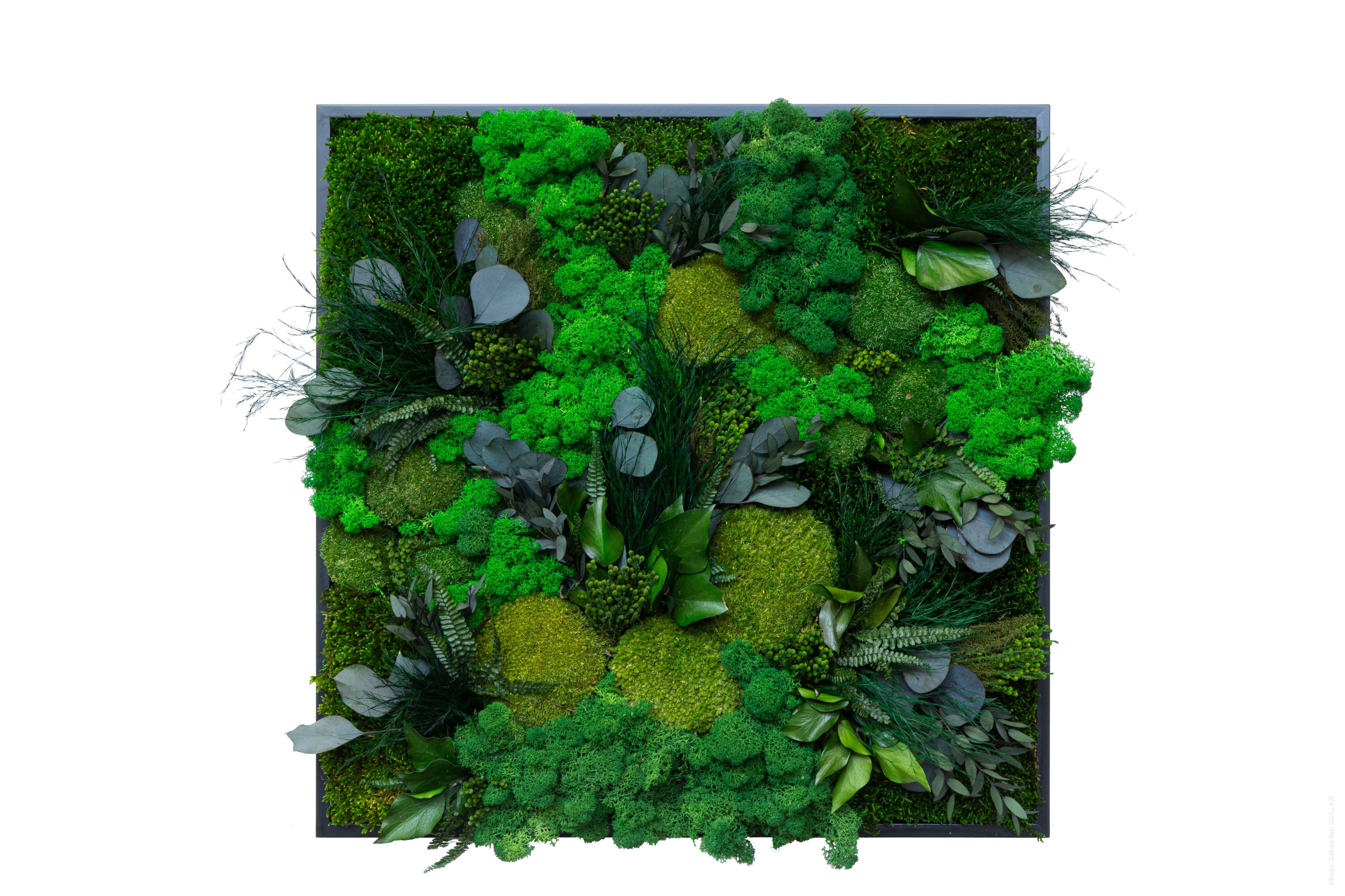 Растительная картина в лишайниках Tecsound PureKustik ARCH-00093539 - Вид №2