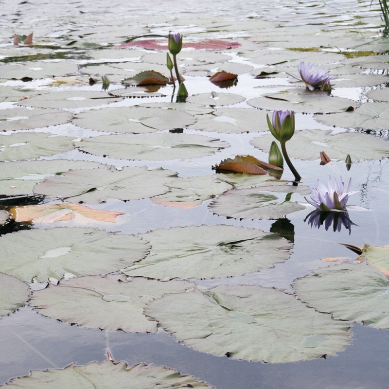 1217/CX38 Прямоугольный футляр для цветов Adriani e Rossi Слоновая кость  - Вид №1