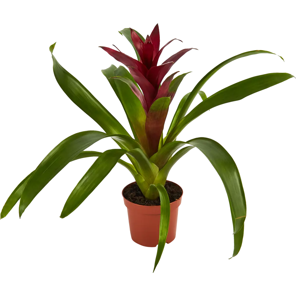 Бромелия Santreyd - тропическая красота для вашего интерьера 83738739 STLM-0044143 - Вид №2