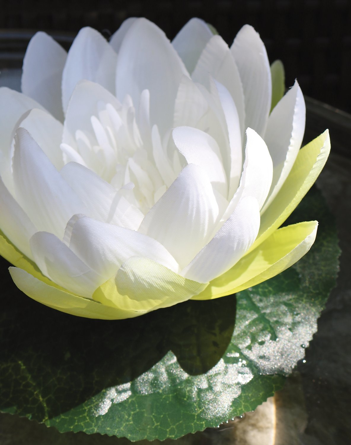 3865 778 a3 Шелковая кувшинка, плавающая, Ø 15 см, бежево-белая H-andreas  - Вид №2