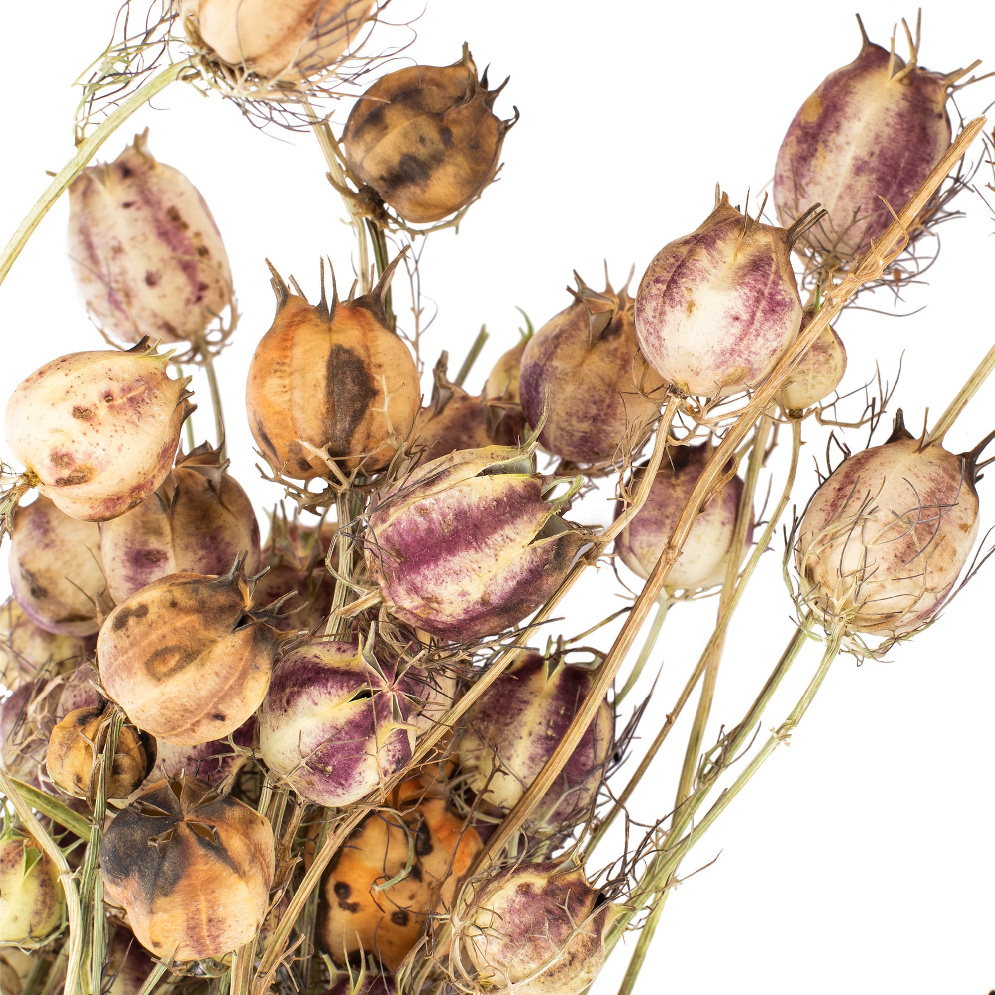 89896958 Букет Нигелла земляничная h53 см Santreyd  - Вид №1