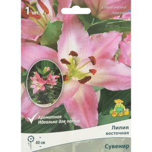 Лилия восточная Сувенир 85205761 STLM-2204325