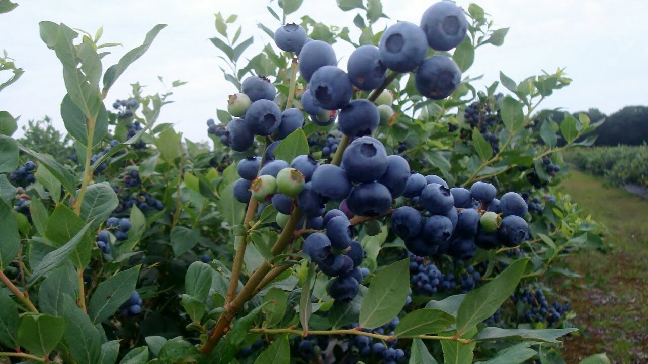 87691178 Голубика садовая Патриот ø9 h20 см STLM-0075069 PLANTMARKET