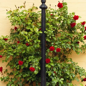 C1-282 Фотообои DIVINO Collection C 2.7х1 м