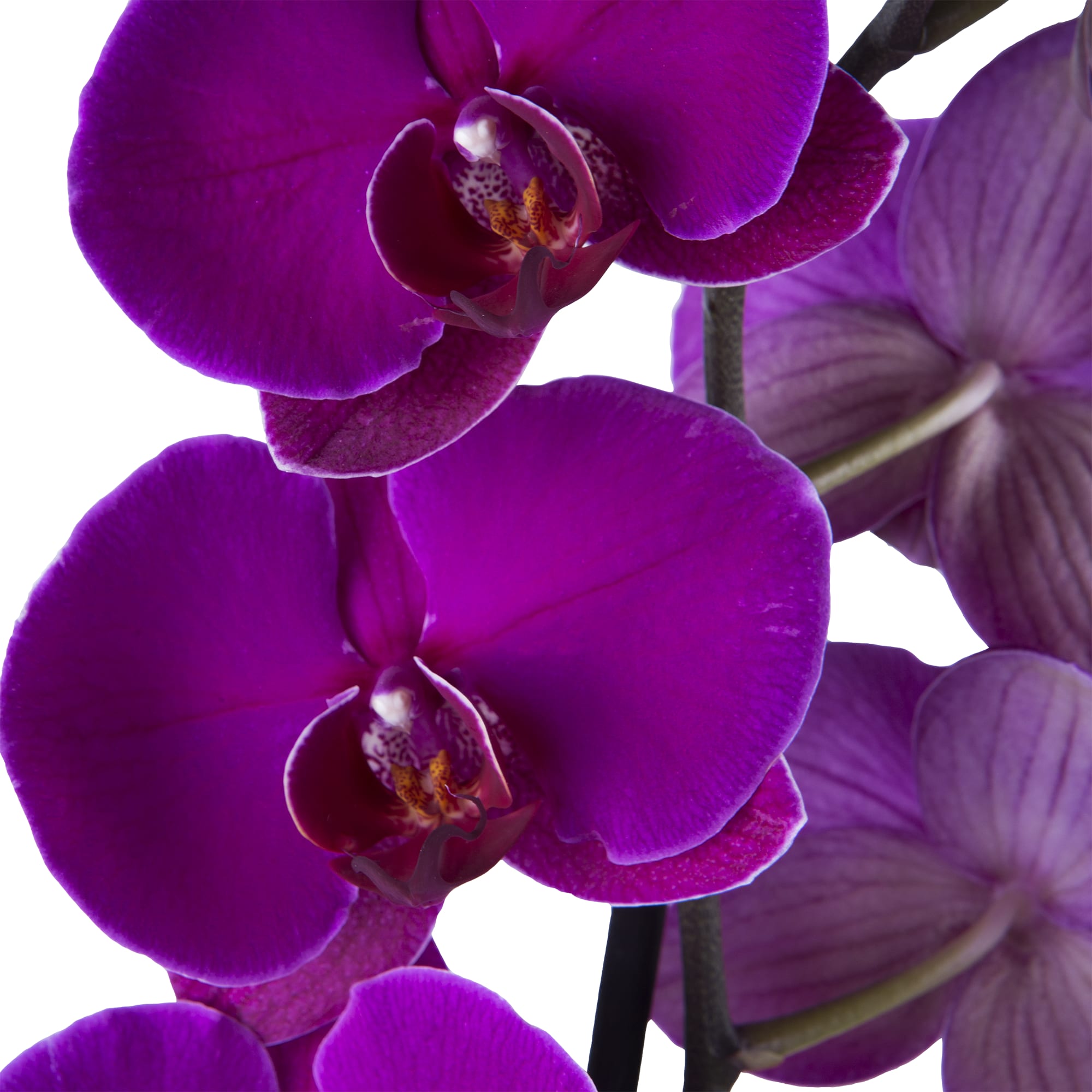 13799114 Орхидея Фаленопсис ø15 h85 см Santreyd  - Вид №2