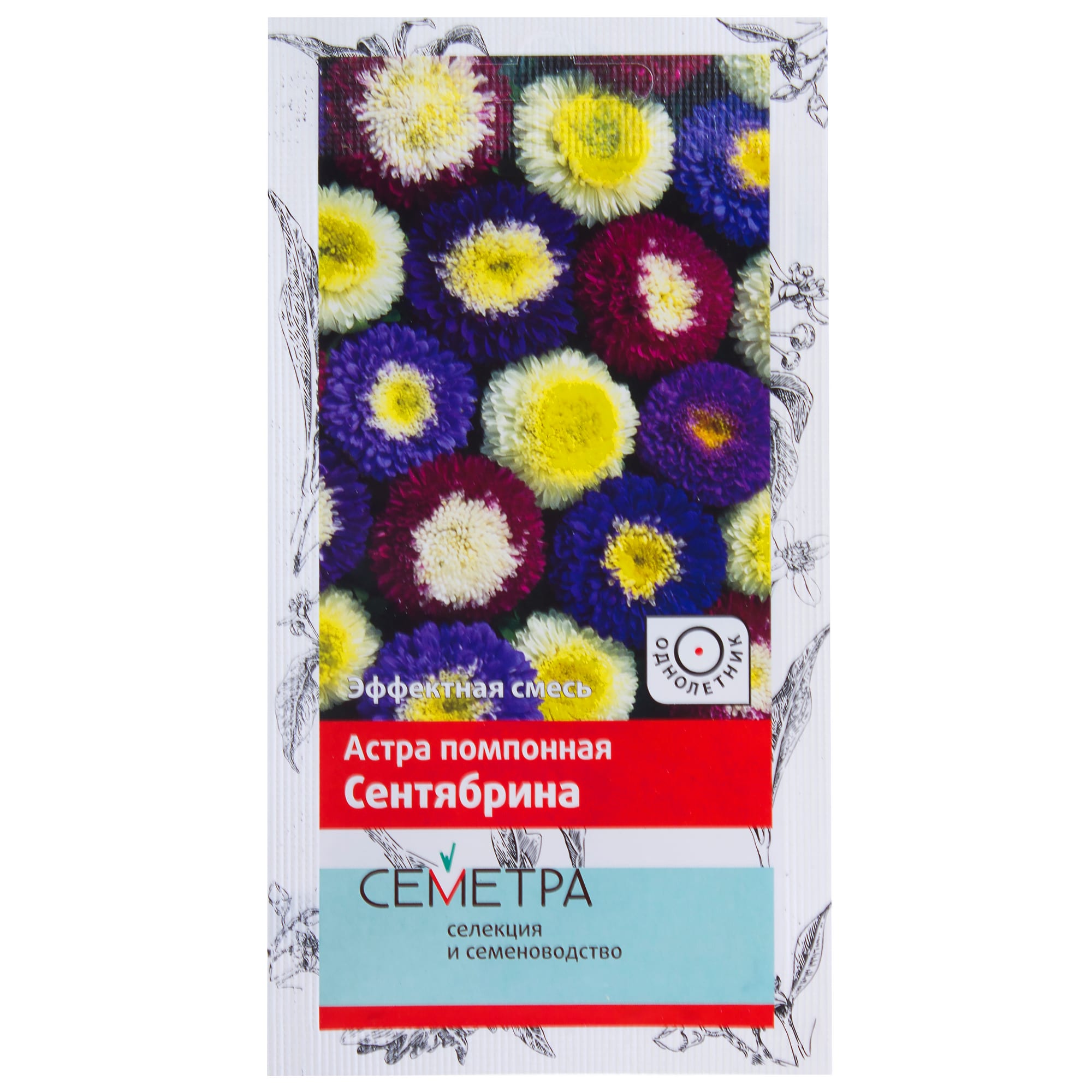 18359118 Астра помпонная «Сентябрина» Santreyd 
