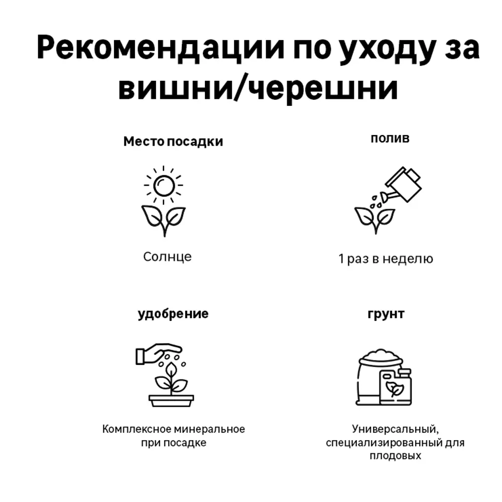 Черешня Ипуть пакет h90 см 86543935 STLM-2208848 Santreyd  - Вид №2