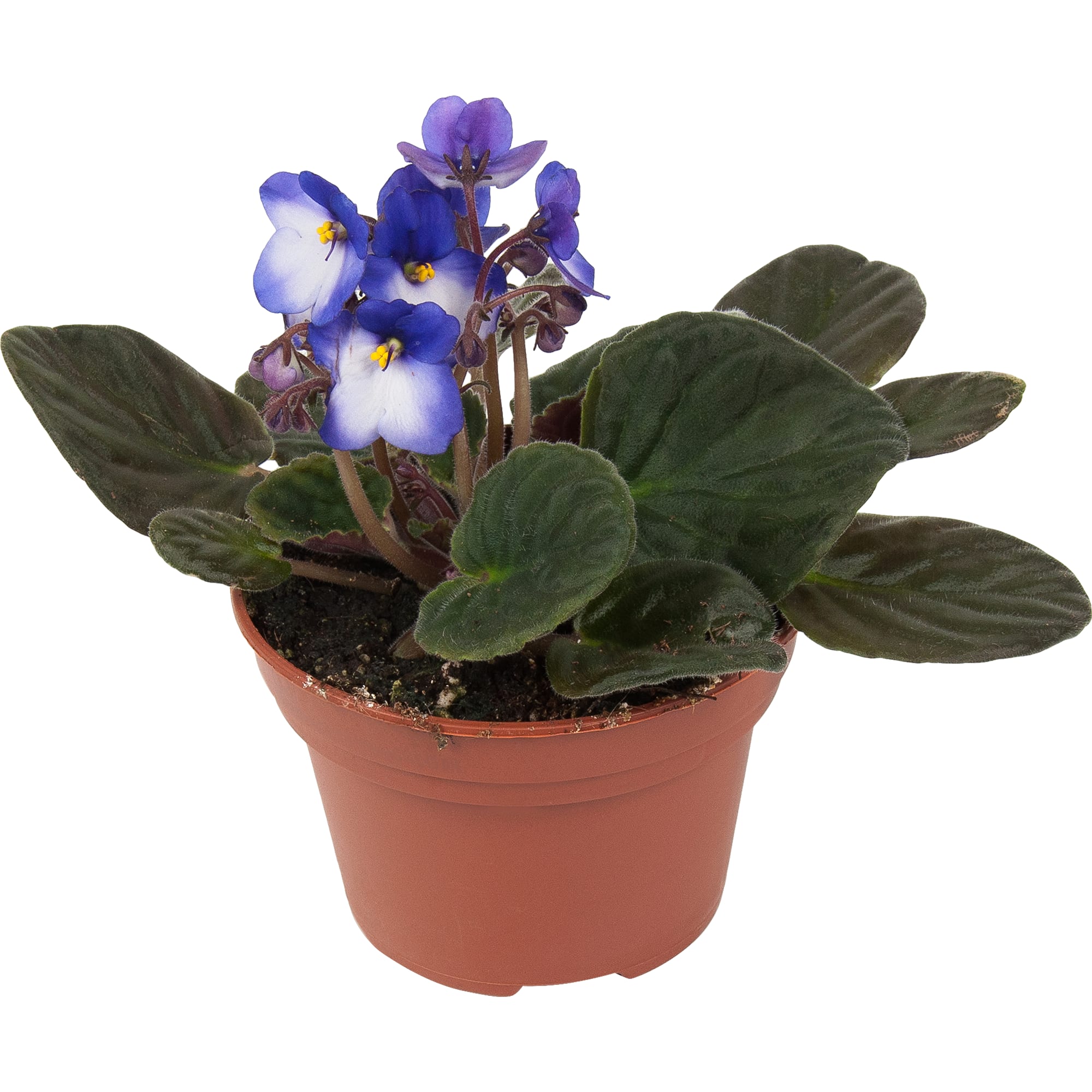 84450716 Фиалка Крем де ля крем микс ø12 h25 см Santreyd 