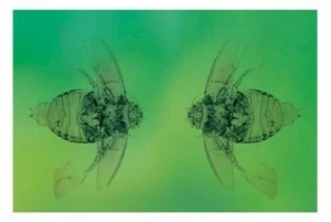 Moroso Гобелен Tapestry