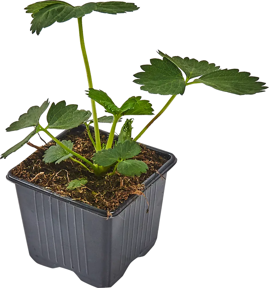 Саженцы земляники Луч Вира от Santreyd — богатый урожай в вашем саду 83597588