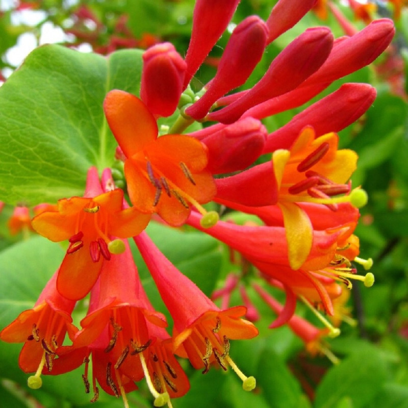 Саженец жимолости Брауна вьющейся с оранжевыми цветами 87690981 Santreyd STLM-0075008