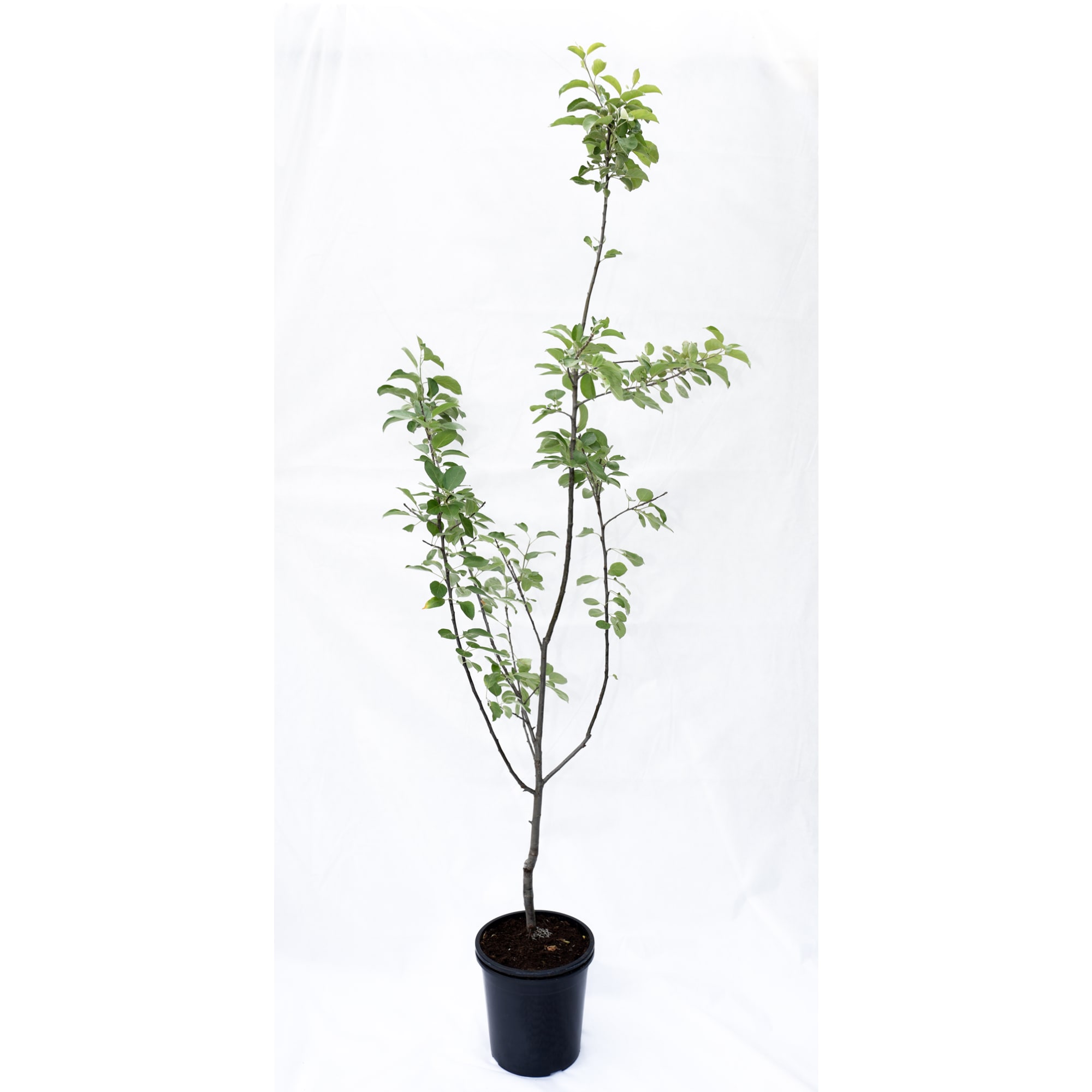 85325545 Яблоня Спартан подвой 54-118 ø25 h100 см Santreyd  - Вид №1