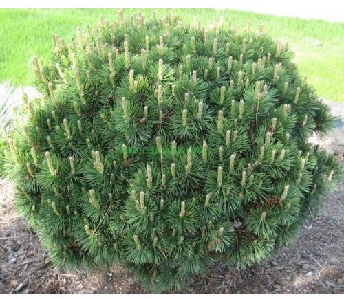 Сосна горная Мугус Santreyd - карликовый хвойный кустарник для сада 87718664