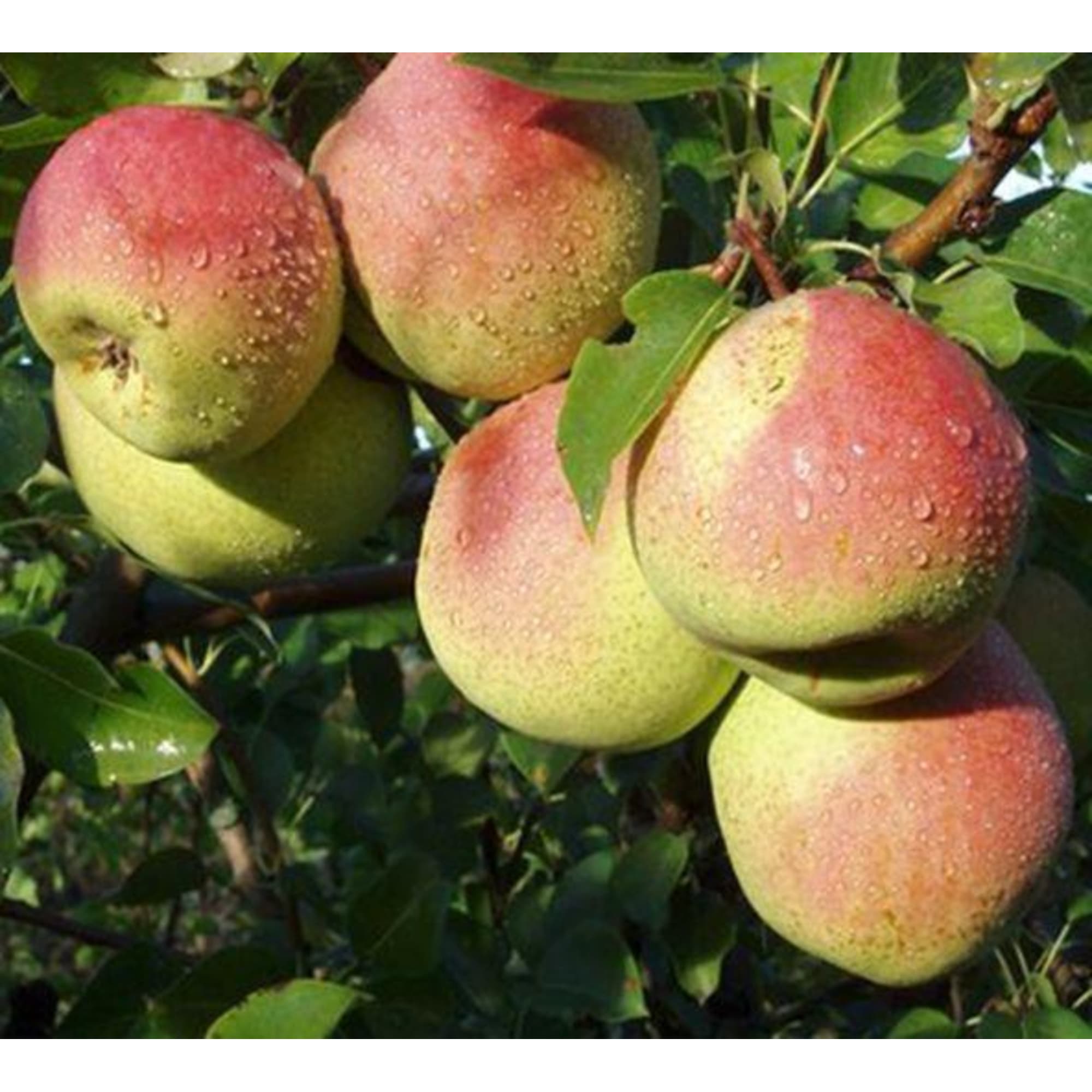 82601714 Груша обыкновенная «Красуля» 3-5 л высота 100-180 см Santreyd  - Вид №2